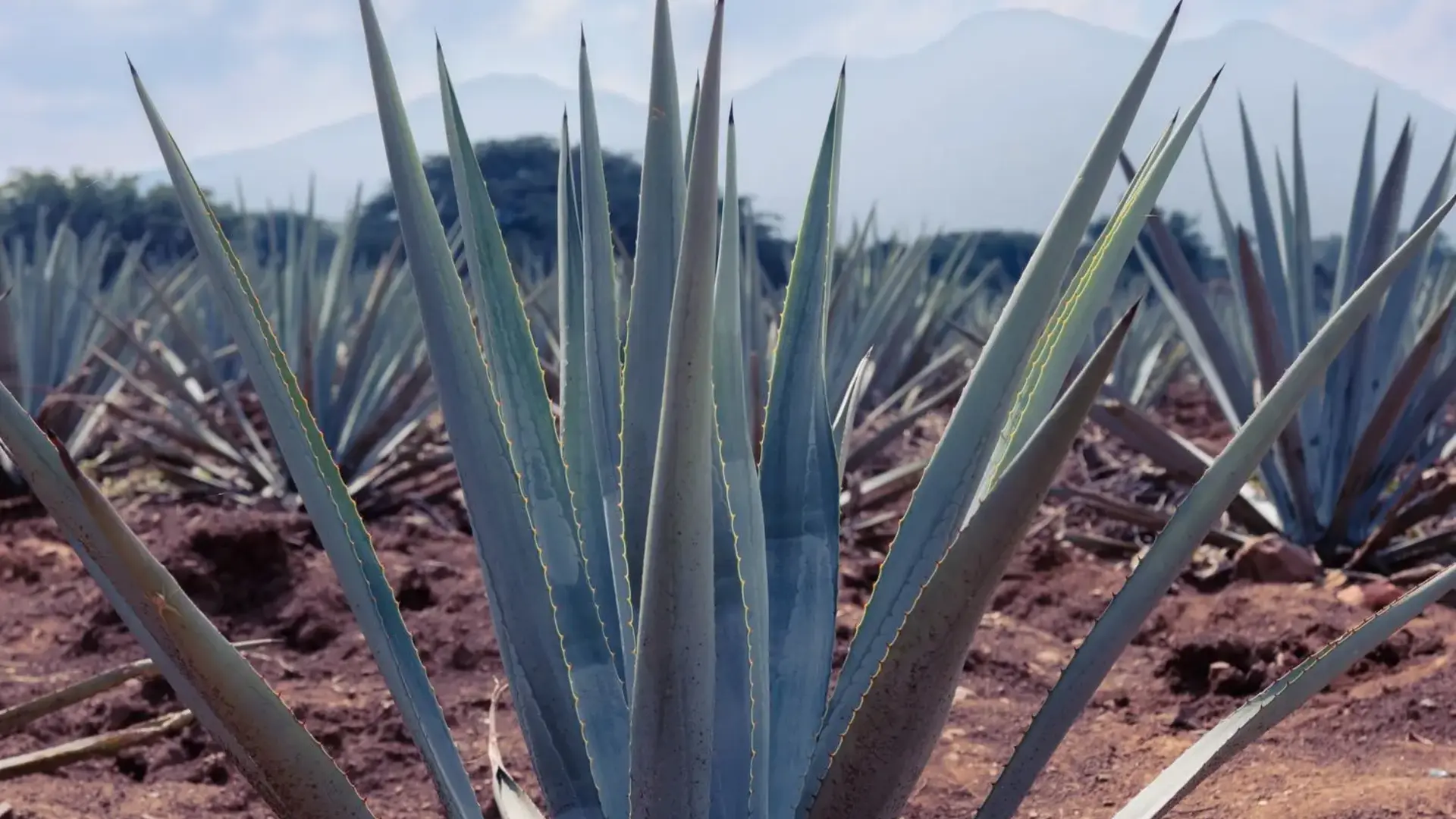 Polje plave agave
