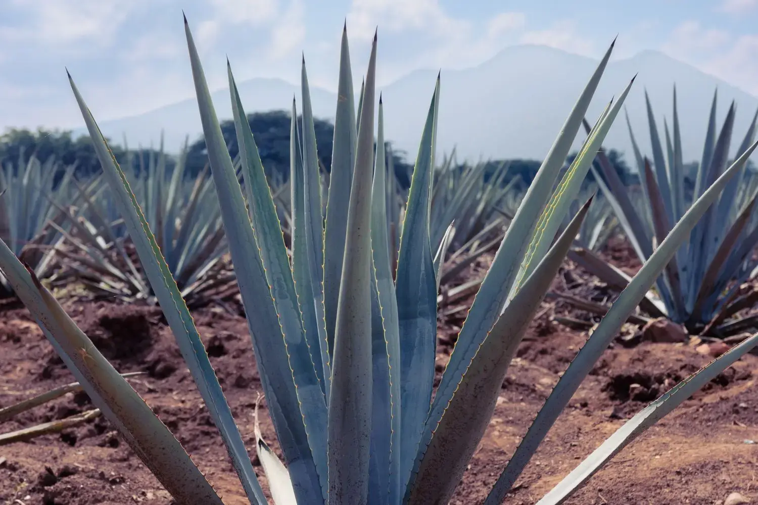Polje plave agave